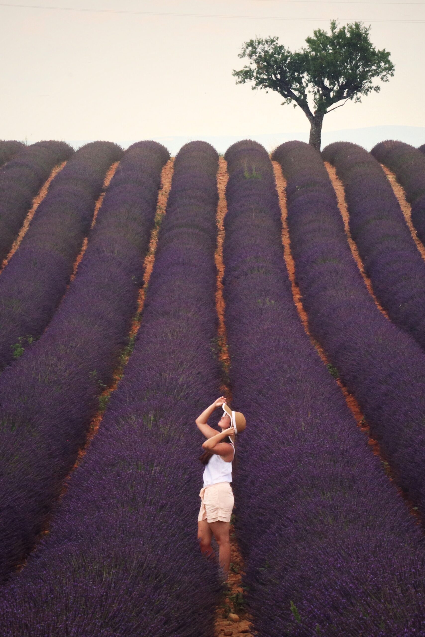 provence lavande lavender 